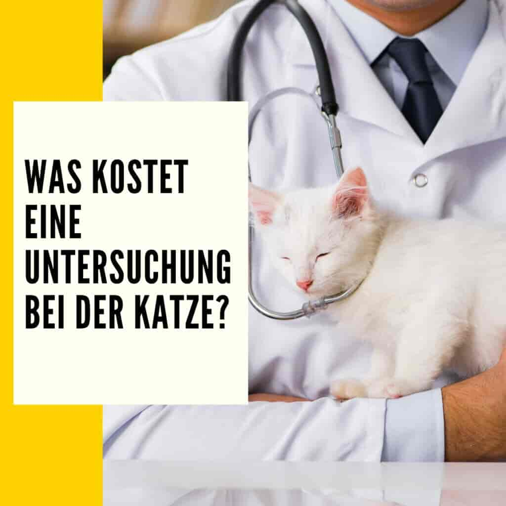 Tierarztkosten Katze Tabelle: Überblick zu den wichtigsten 7 Behandlungen!