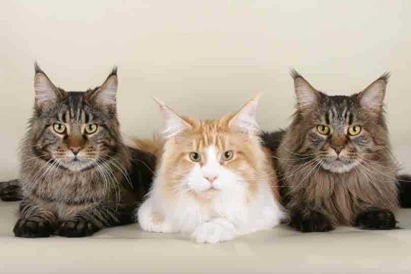 10 der größten Maine-Coon-Katzen 2024 (mit Bildern)