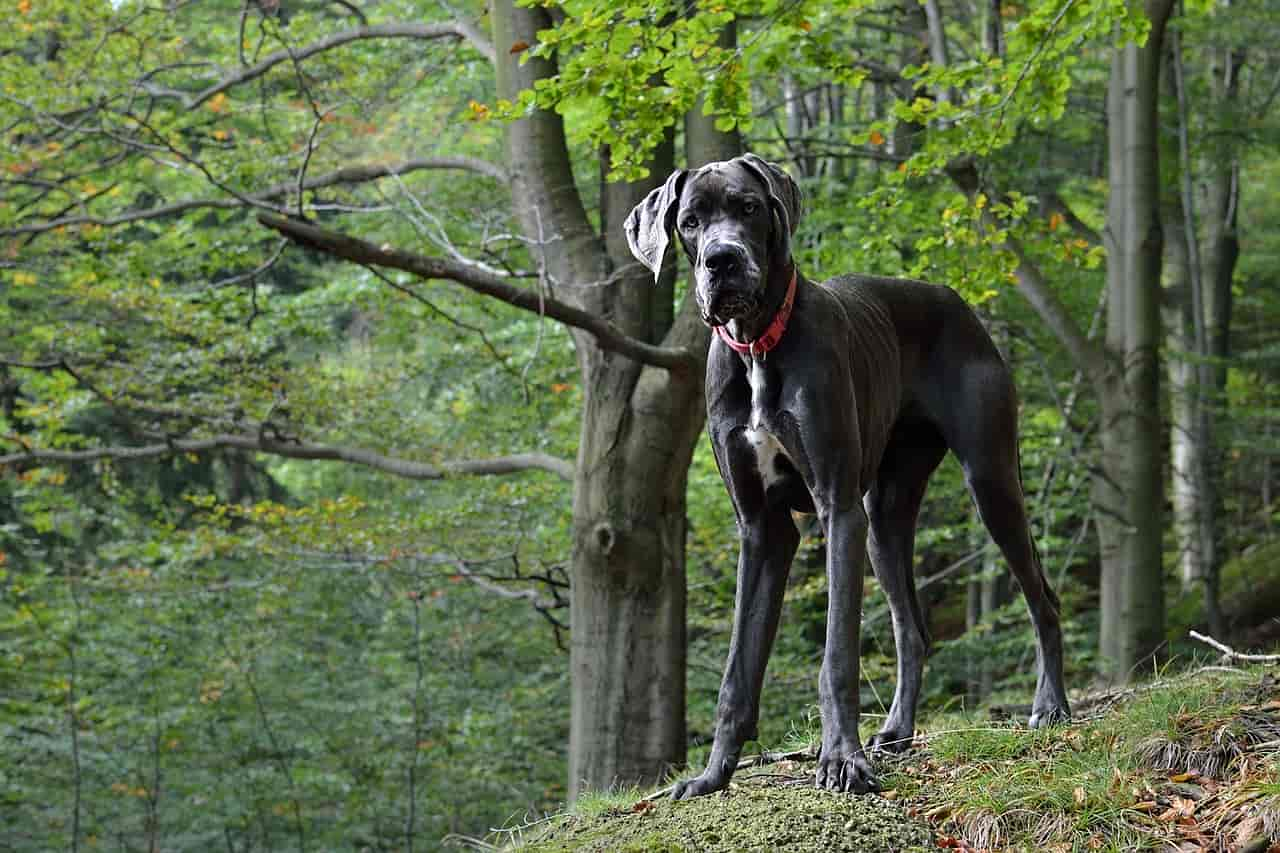 Die 9 größten Hunderassen der Welt: Vom Kuschelfreund bis zum beeindruckenden Riesen