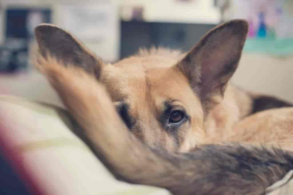 Grützbeutel (Atherom) beim Hund: Erkennen & Behandlung