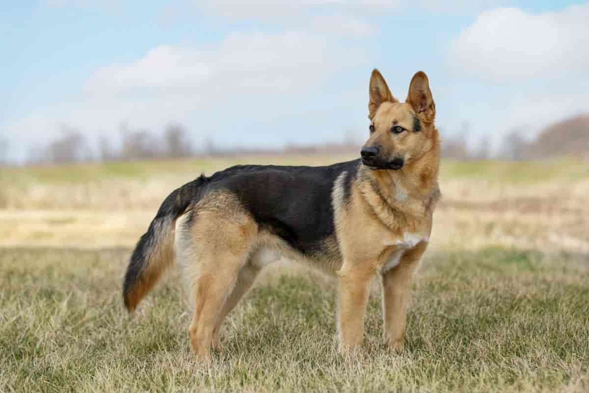 German Shepherd Dog