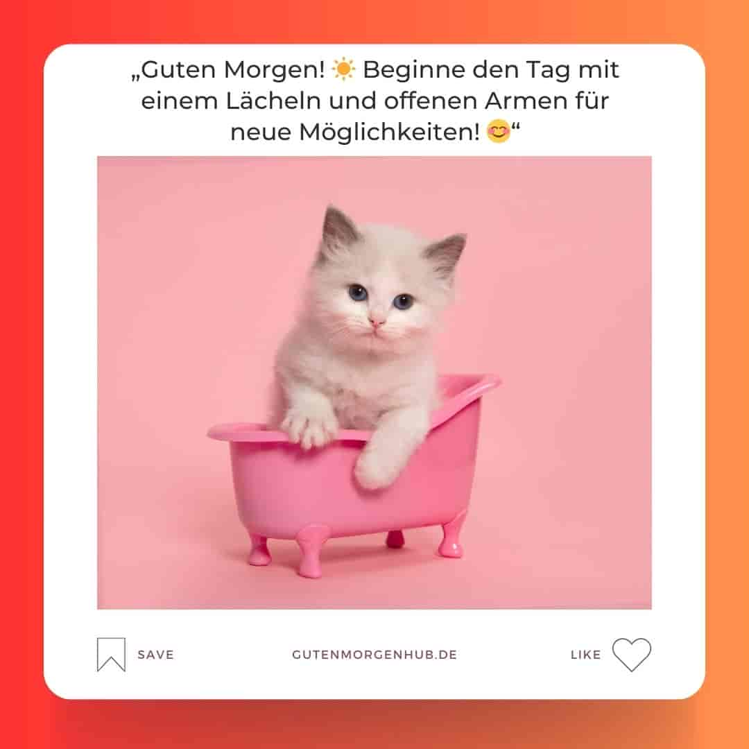 85+ Guten Morgen Bilder Katze Kostenlos: Miauende Grüße!