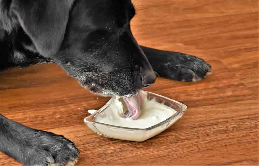 Dürfen Hunde Milch trinken? Worauf sollte ich dabei achten?