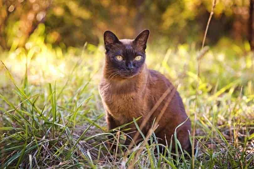 9 braune Katzenrassen (mit Bildern)