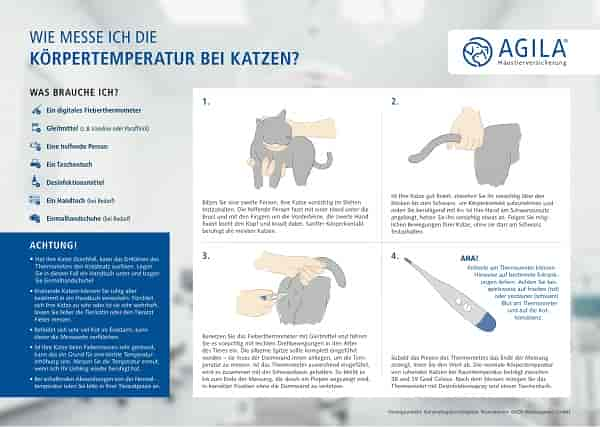 Gesundheitscheck bei der Katze