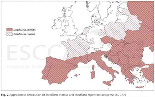 Herzwurm bei Hund und Katze (Dirofilaria immitis)