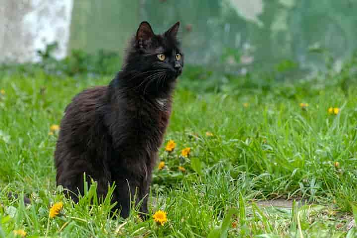 Top 50+ Namen für schwarze Katzen