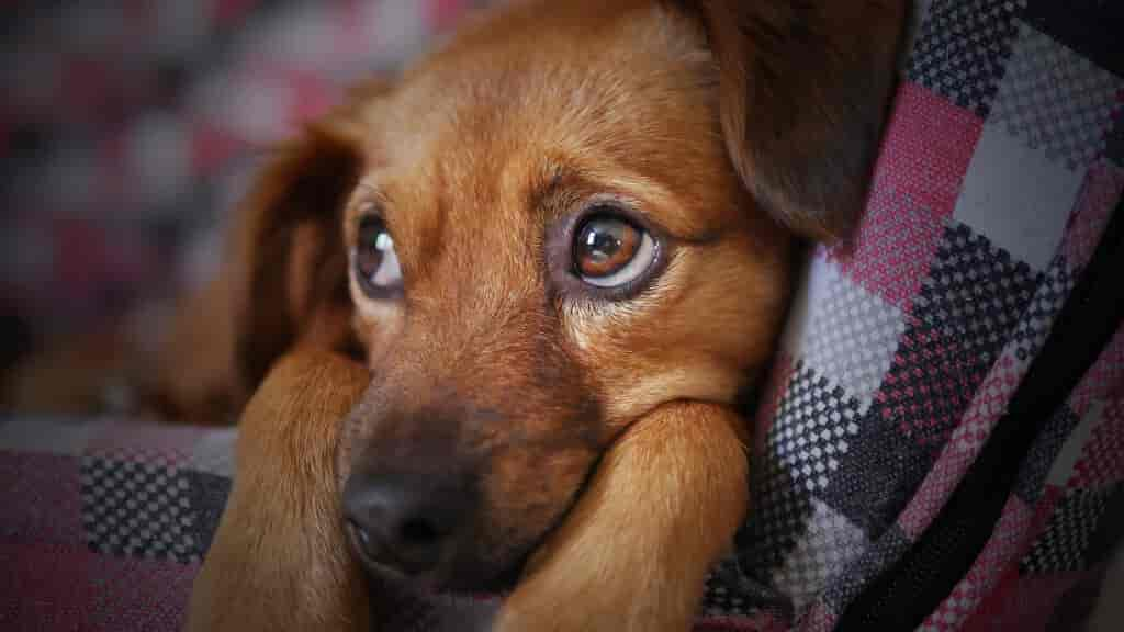 Schmerzen beim Hund erkennen und richtig handeln