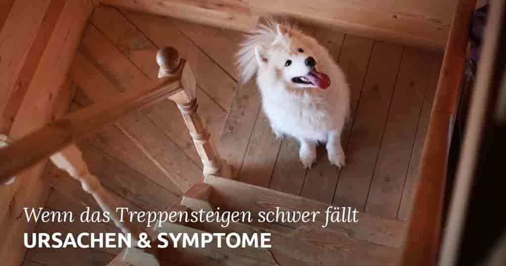 Wenn Hunde lahmen – Ursachen und Symptome für Erkrankungen des Bewegungsapparats