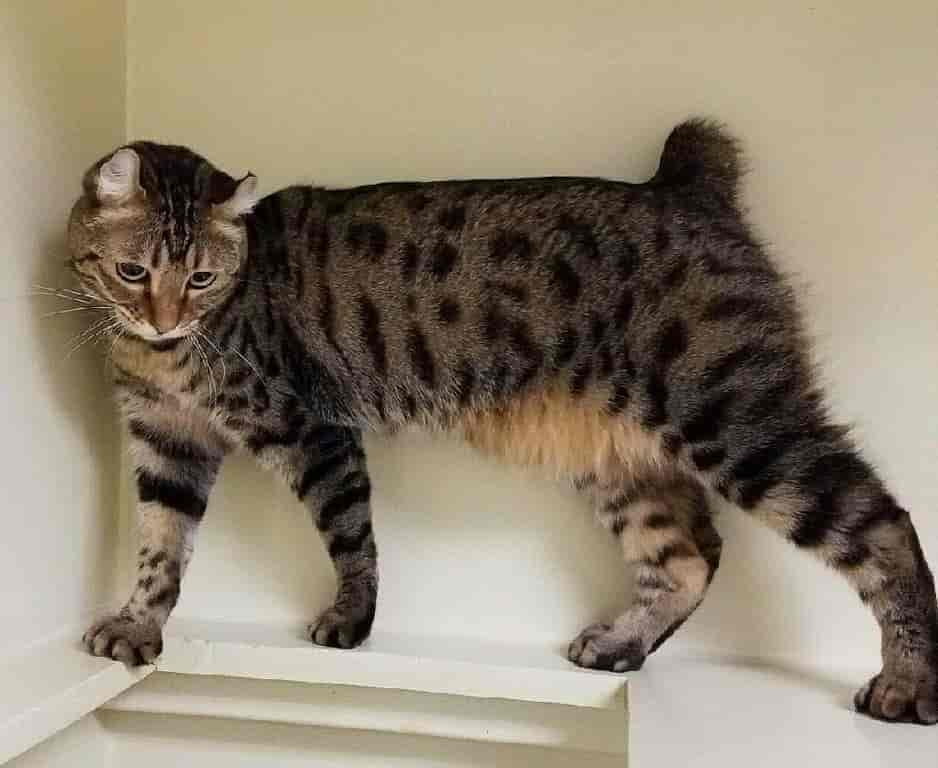 Highlander Cat Breed Profile