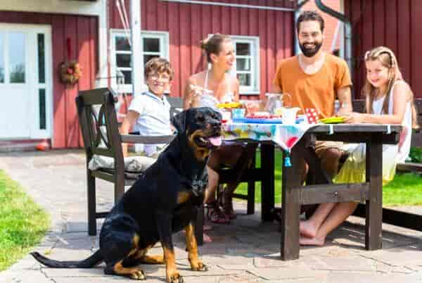 Urlaub im Ferienhaus mit Hund …