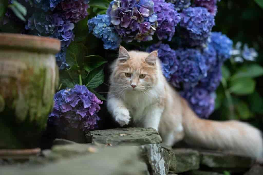 Giftige Hortensie: Ist die Hortensie für Mensch & Tier giftig?