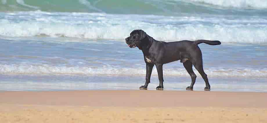 Urlaub mit Hund in Boltenhagen