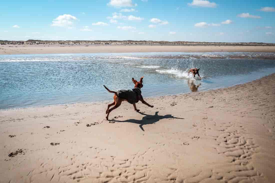 Texel mit Hund: Erfahrungen und Tipps