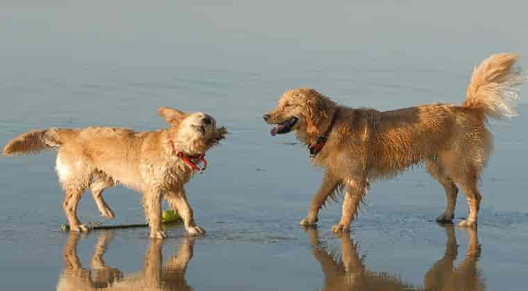 Nicht ohne mein Haustier – Urlaub an der polnischen Ostsee mit Hund