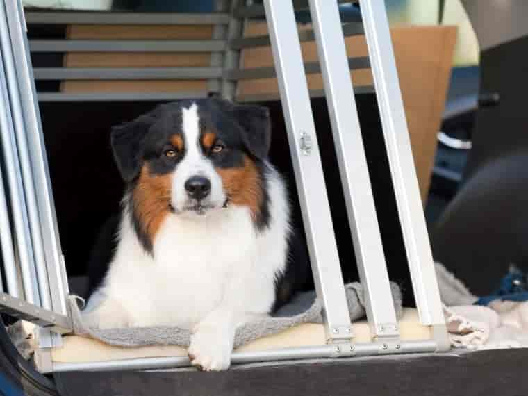 Hund an die Hundebox gewöhnen: so klappt es!