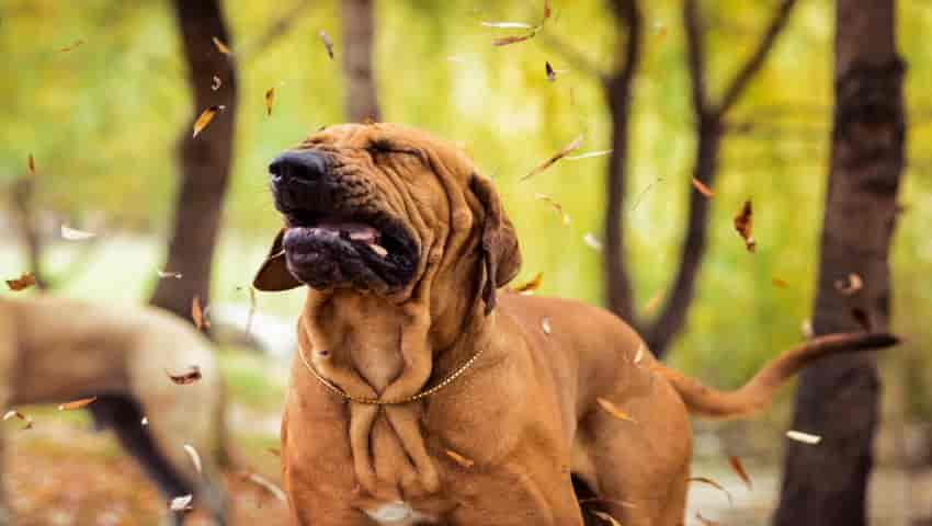 Rückwärtsniesen beim Hund – Wie gefährlich ist es?