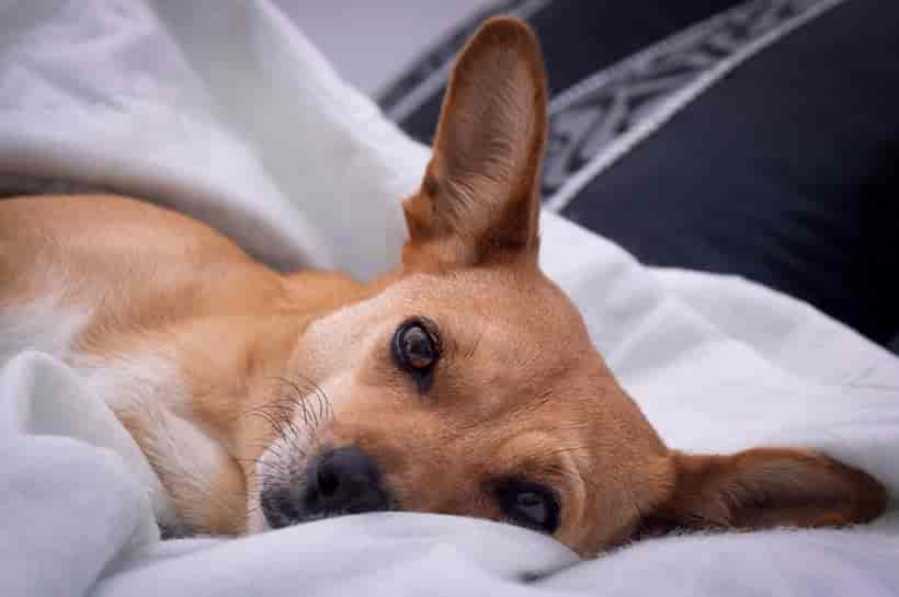 Mein Hund ist kurzatmig: Ist das gefährlich?