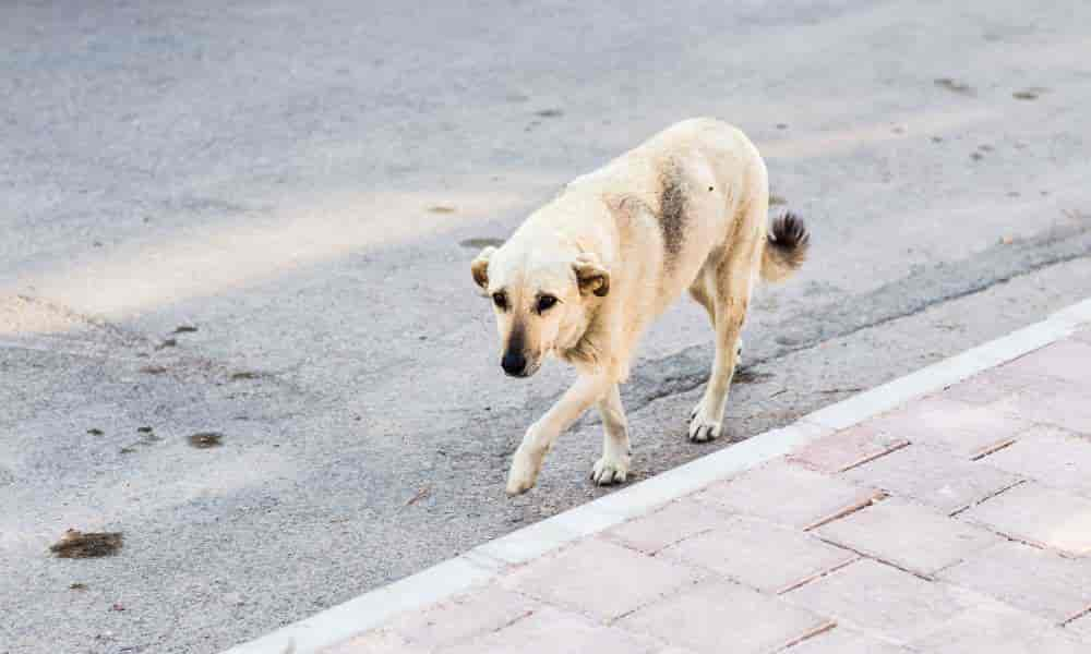 Rumänischer Straßenhund: Tipps zur Erziehung & Erfahrungen