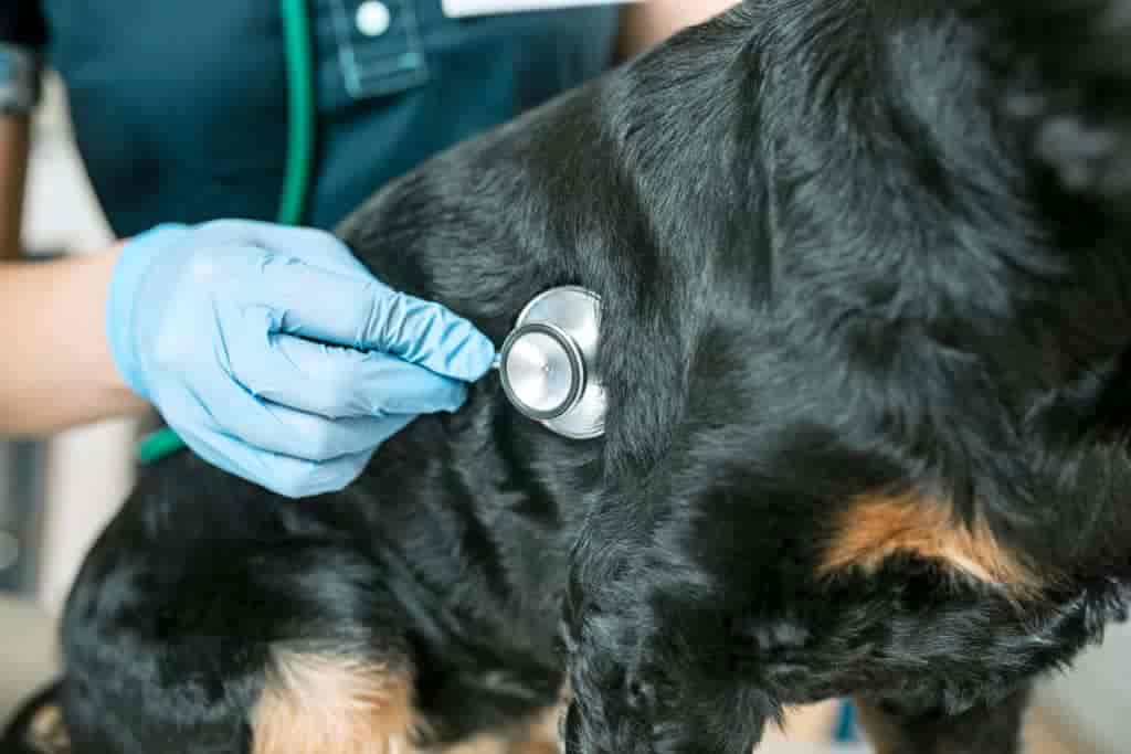 Magen Darm Geräusche beim Hund: 7 Ursachen & Hausmittel