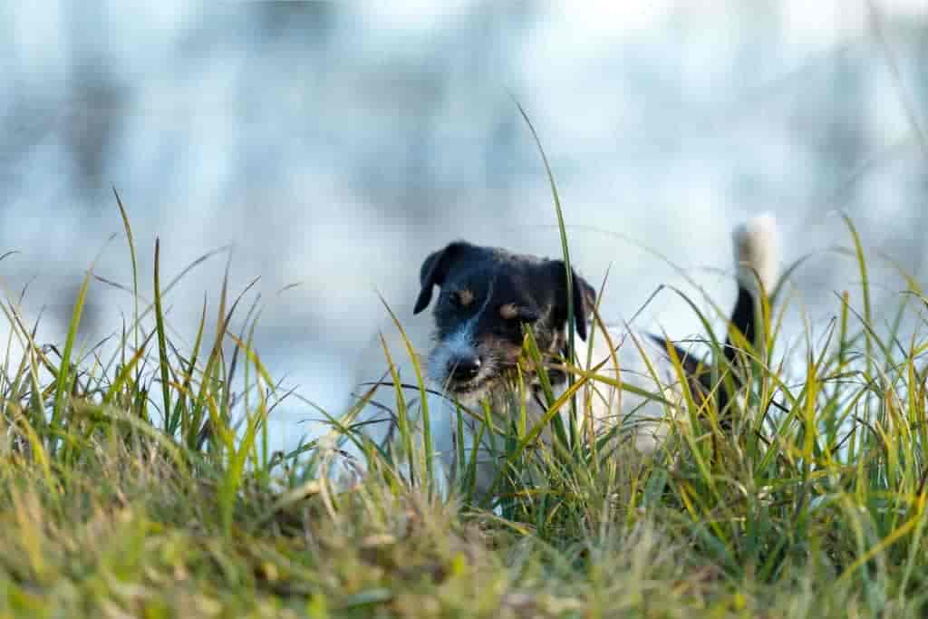 Hund hat Bauchgrummeln und frisst Gras: 8 Ursachen