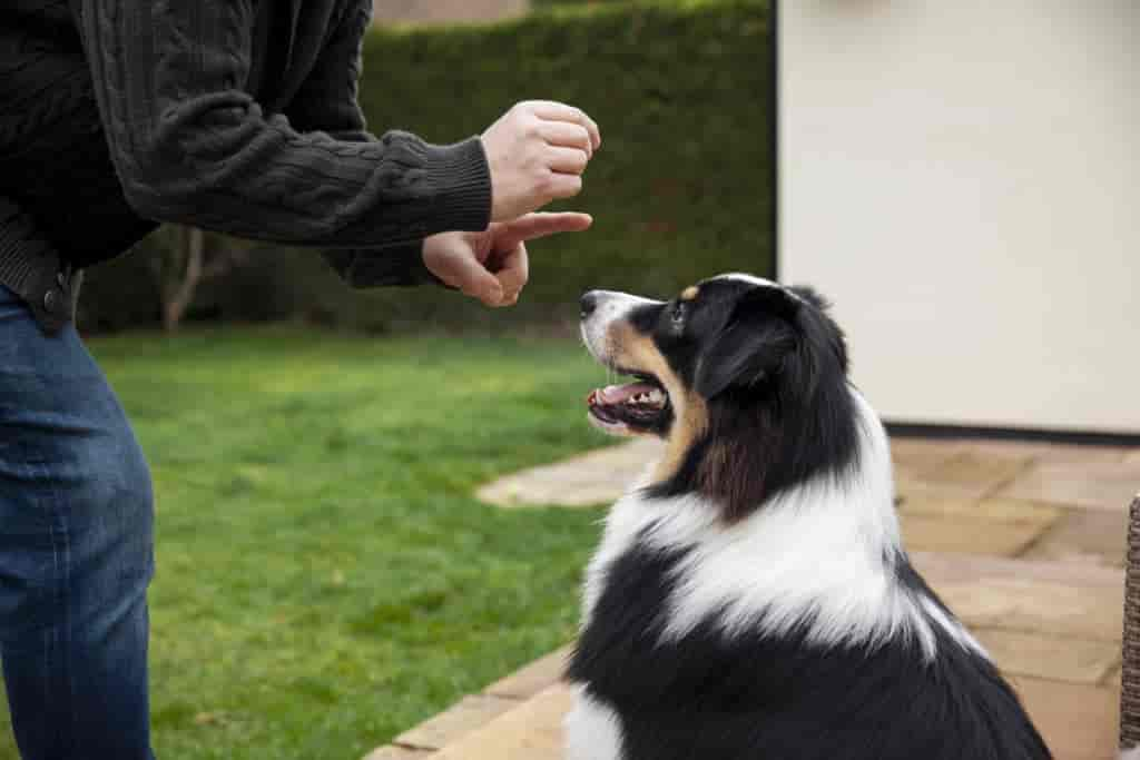 Hund Bellen beibringen: In 5 Schritten erklärt (Mit Video)