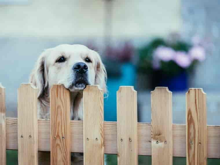 Hilfe, mein Hund bellt am Gartenzaun