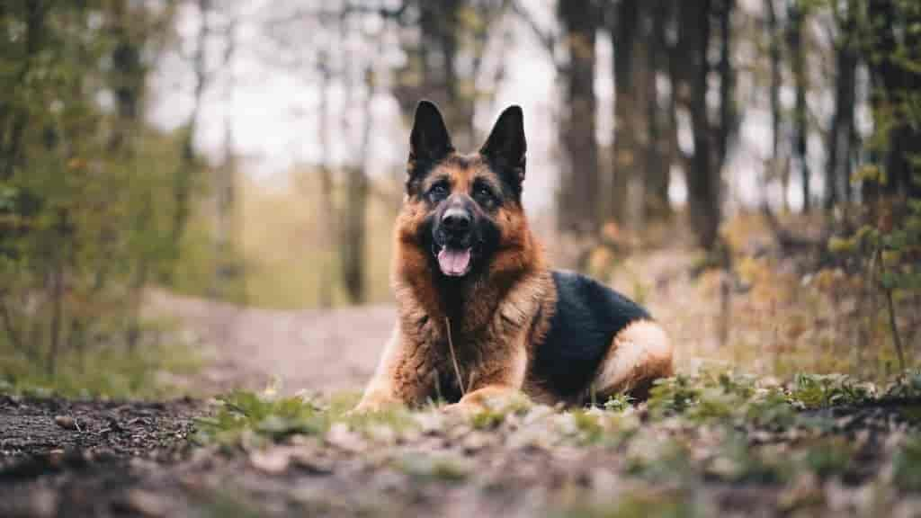 Beschützerinstinkt beim Hund unterbinden: 3 Profi-Tipps