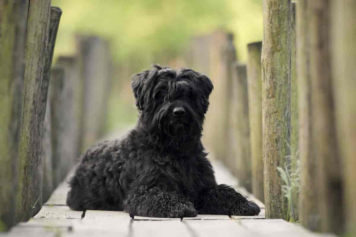 Bouvier des Flandres