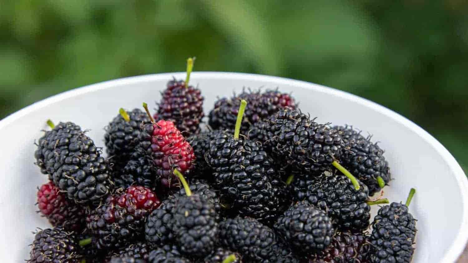 Dürfen Hunde Brombeeren essen?