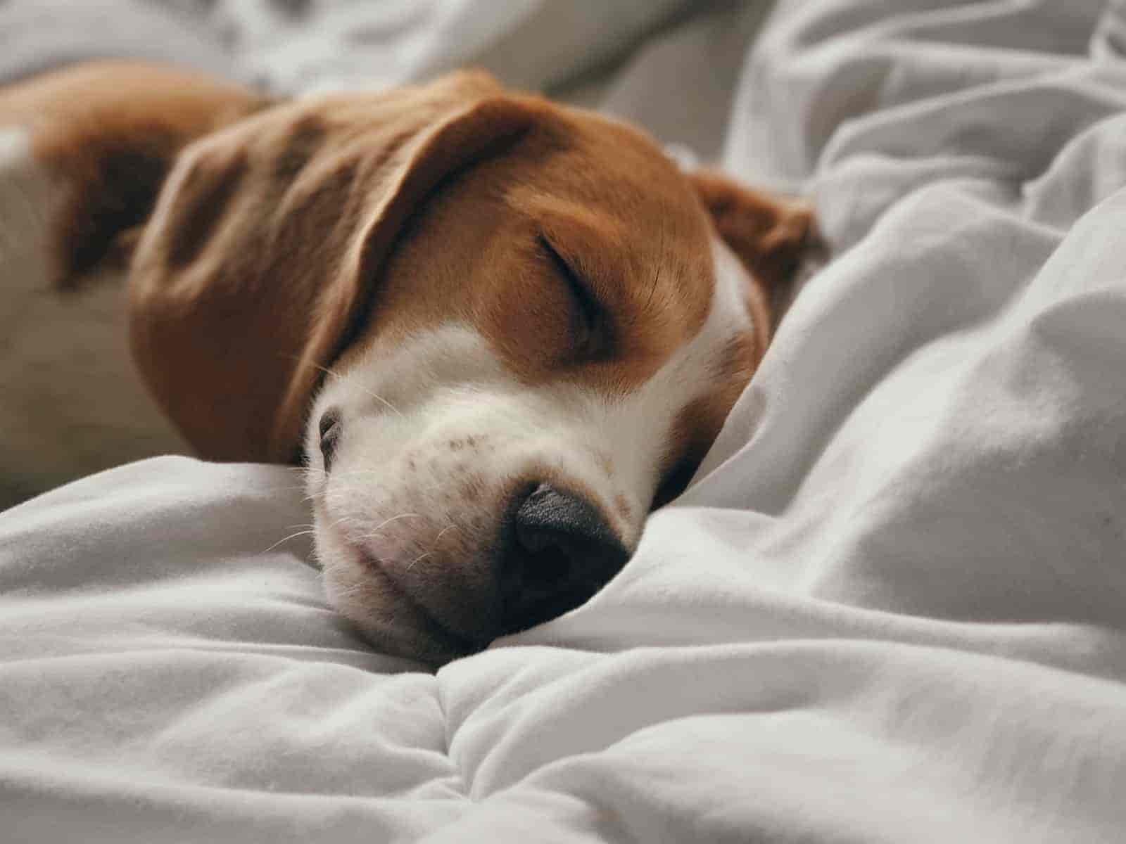 Die Gründe, warum Hunde im Bett wühlen (und wie er damit aufhört)