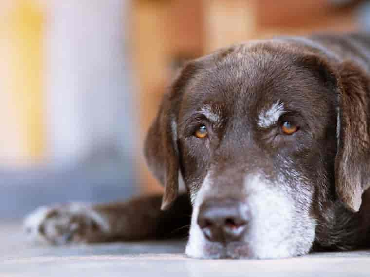 Demenz bei Hunden