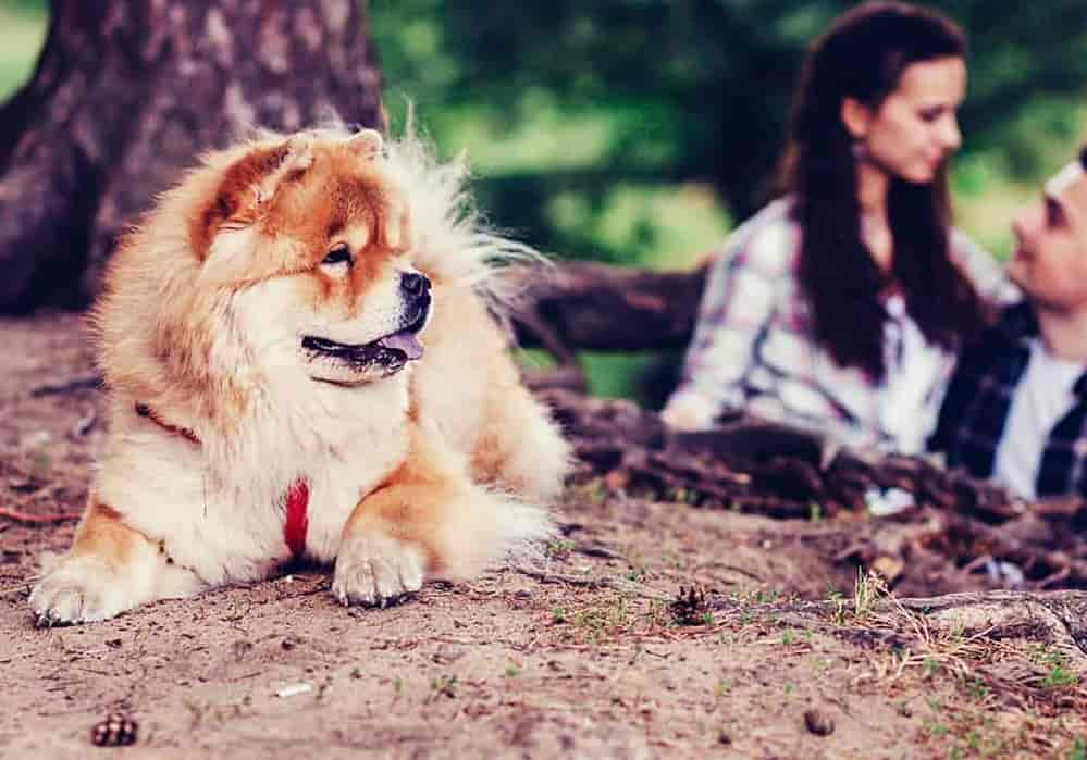 Hunde, die wie Bären aussehen