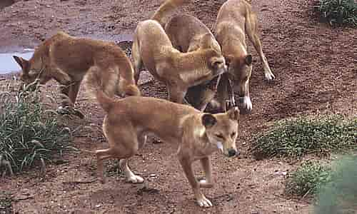 Australian Dingo