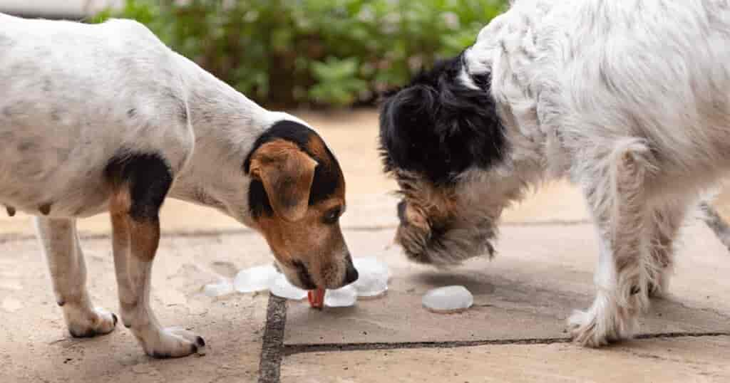 Eiswürfel für Hunde - Ist das möglich?