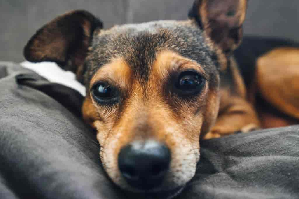 Hund erbricht Blut: Ursachen & Behandlung (Ratgeber)