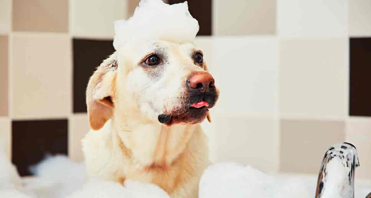 Hund baden: so pflegst und badest du deinen Hund richtig