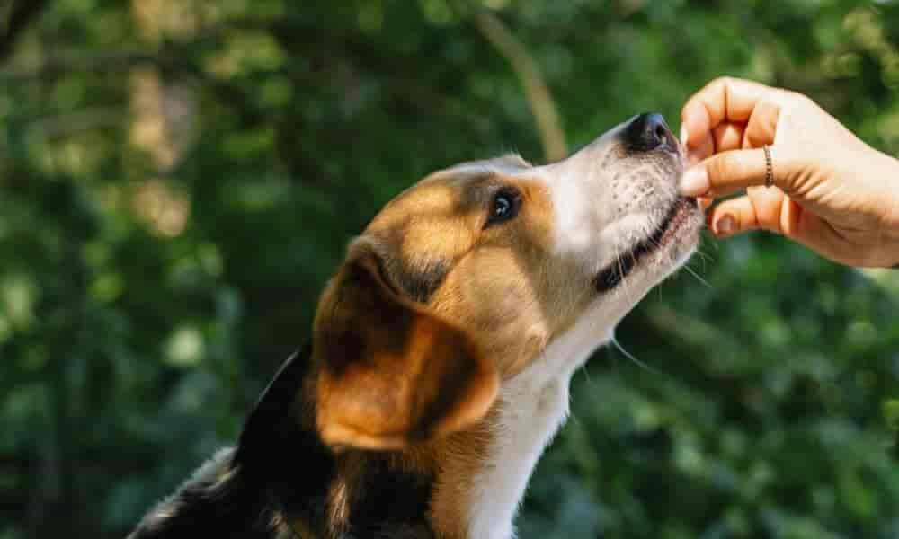 Hund frisst nur aus der Hand: 7 Ursachen & Lösungen (2022)