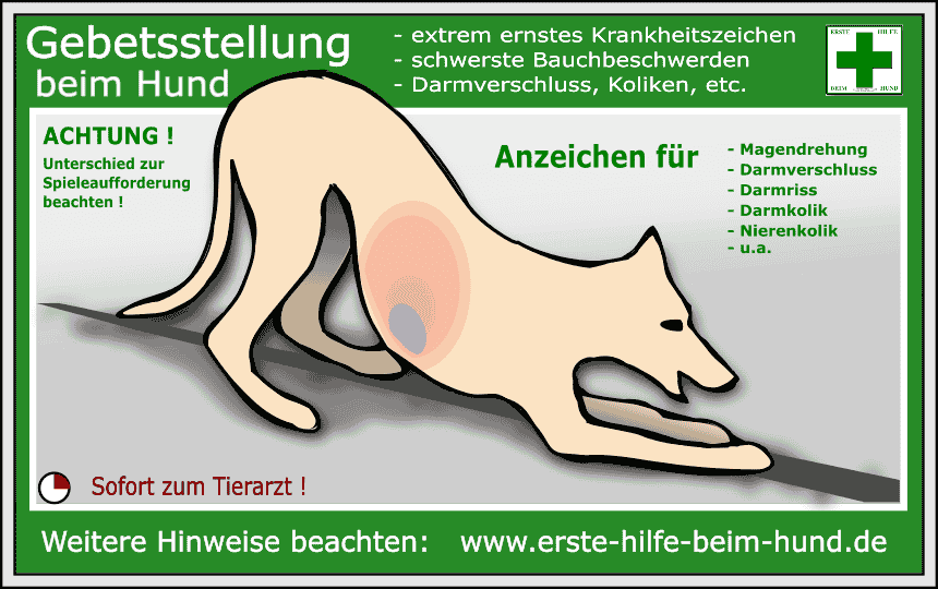 NOTFALL-CHECKLISTE :  Gebetsstellung beim Hund