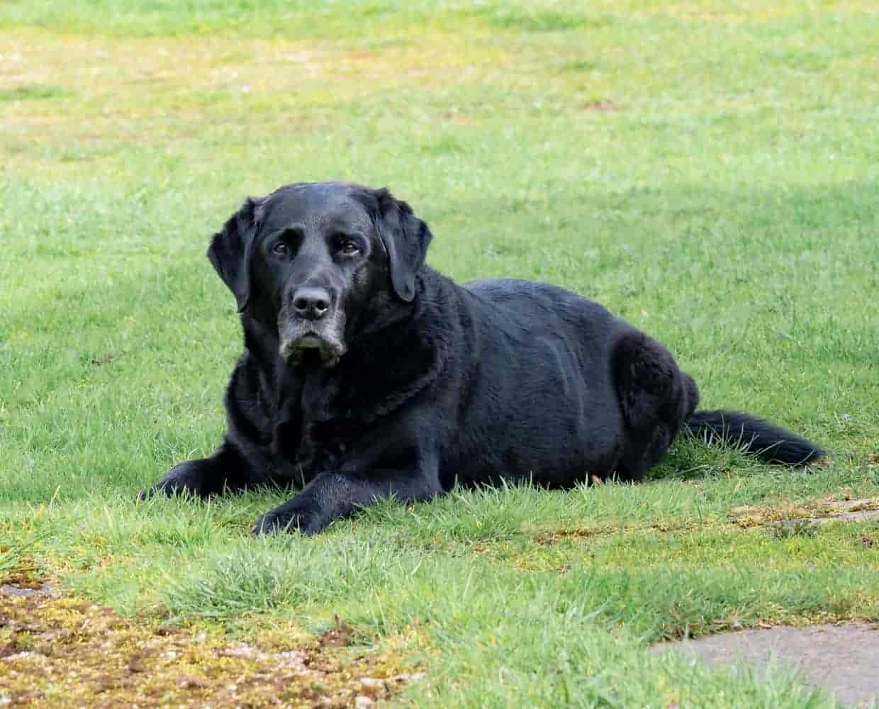 Hund will nicht Gassi gehen? 4 Ursachen und 3 Lösungen einfach erklärt