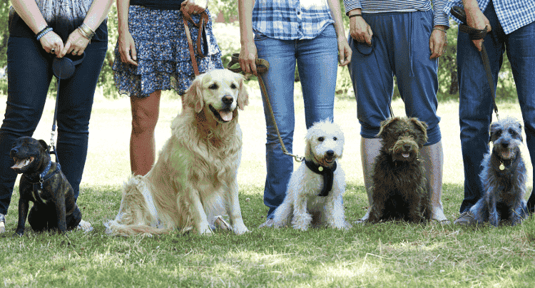 Gute Hundeschule gesucht? Darauf musst Du achten!