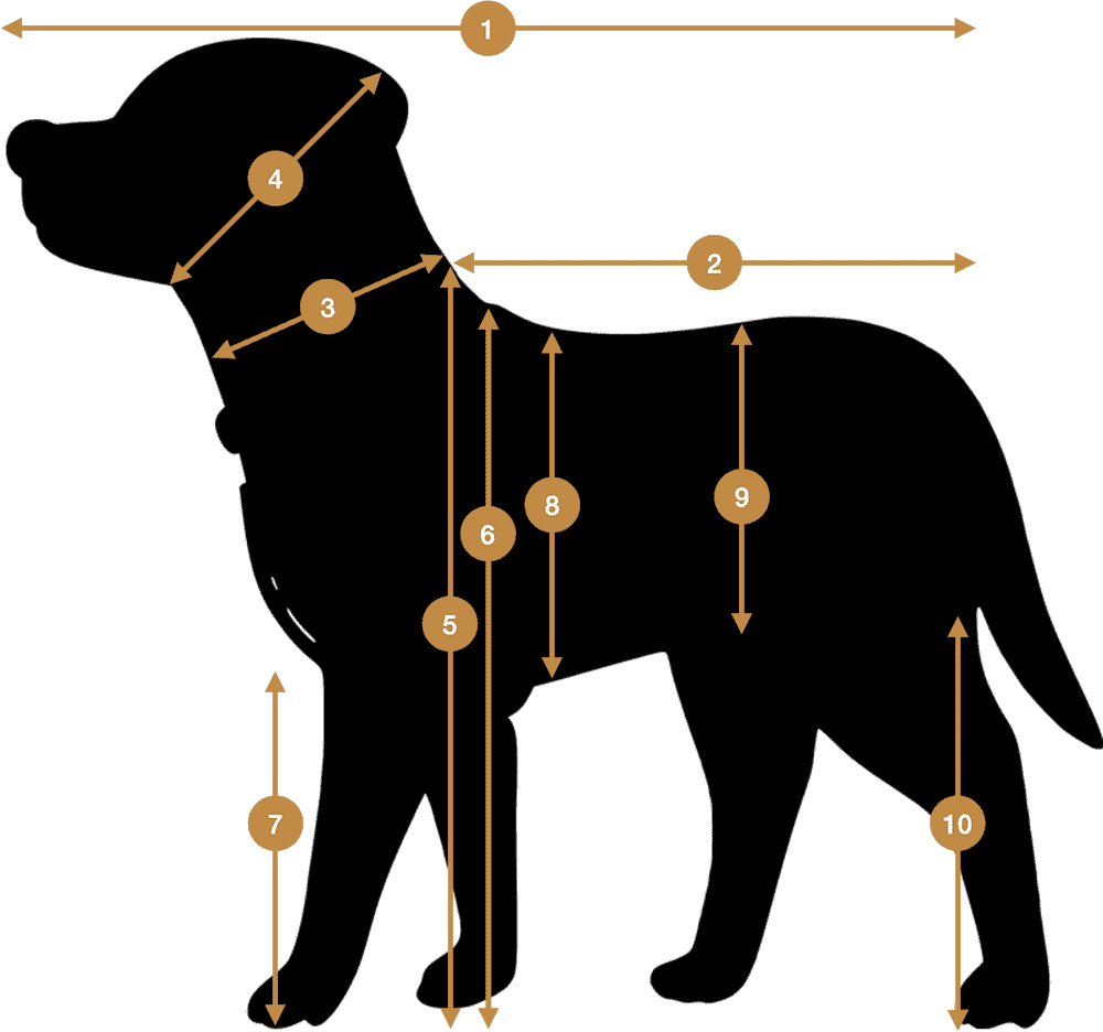 Hund messen: So kannst du deinen Hund richtig ausmessen