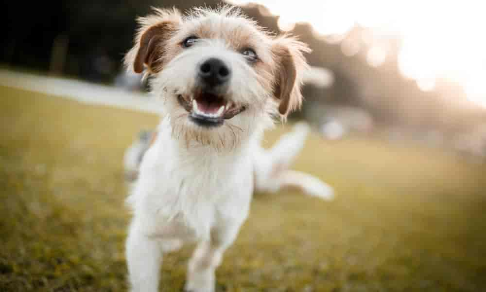 Hund grunzt: 6 mögliche Ursachen & was du tun kannst