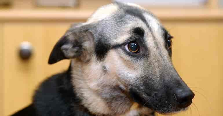 Dein Hund hat Angst vor Menschen? Das kannst du tun!