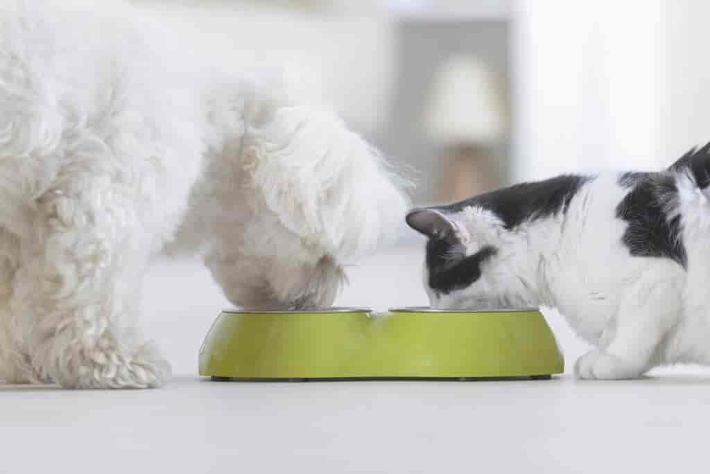 Hund hat Katzenfutter gefressen: Das musst du nun tun!