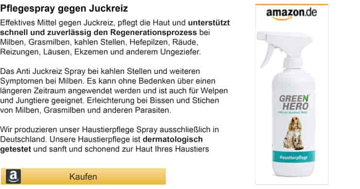 Hund leckt Wunde – warum tut er das?