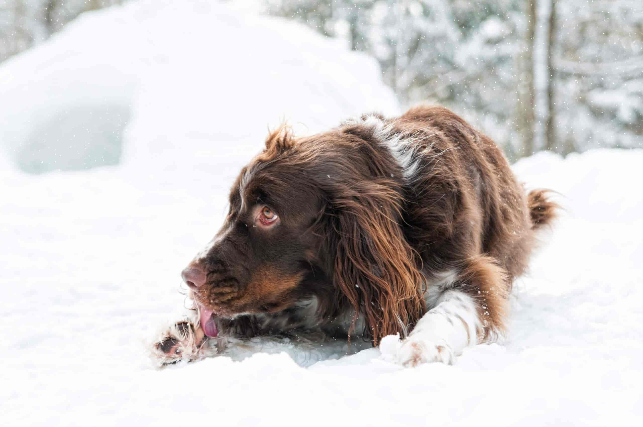 Schnupfen und Nasenausfluss bei Hunden – Was dahinterstecken kann