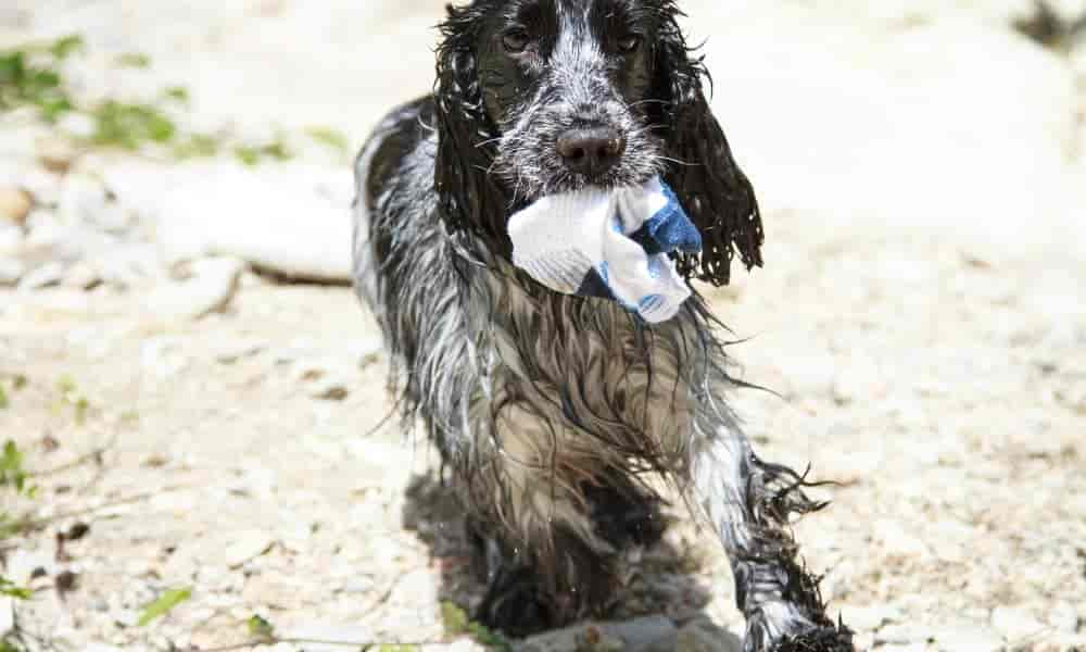 Hund hat Socke gefressen: Erste Hilfe, Infos & Tipps