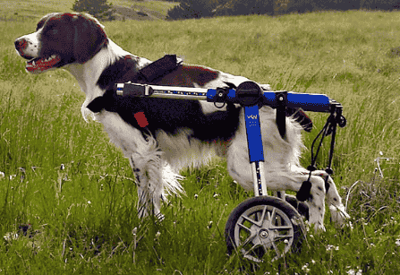 Hunde: Mobil trotz Lähmung