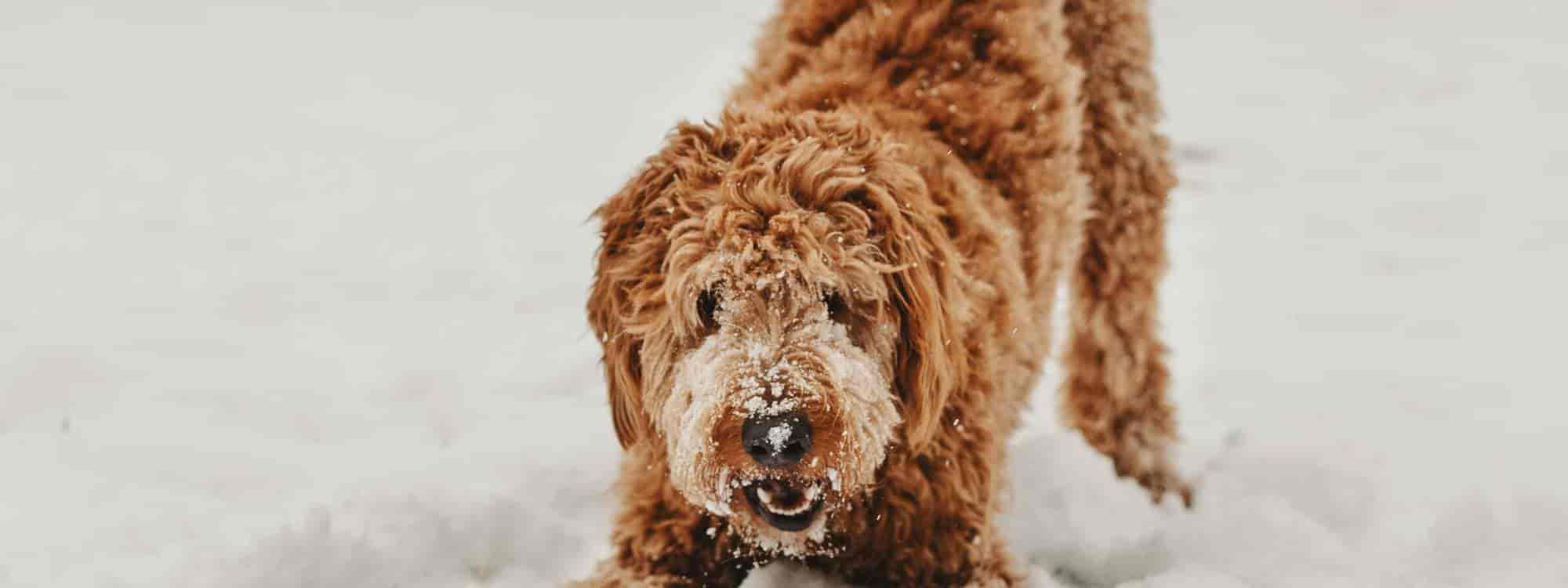 Die hundefreundlichsten Hotels zum Wandern mit Hund in den Alpen